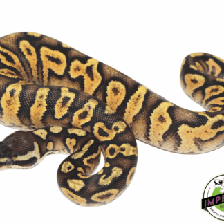 Pastel Spark Ball Python
