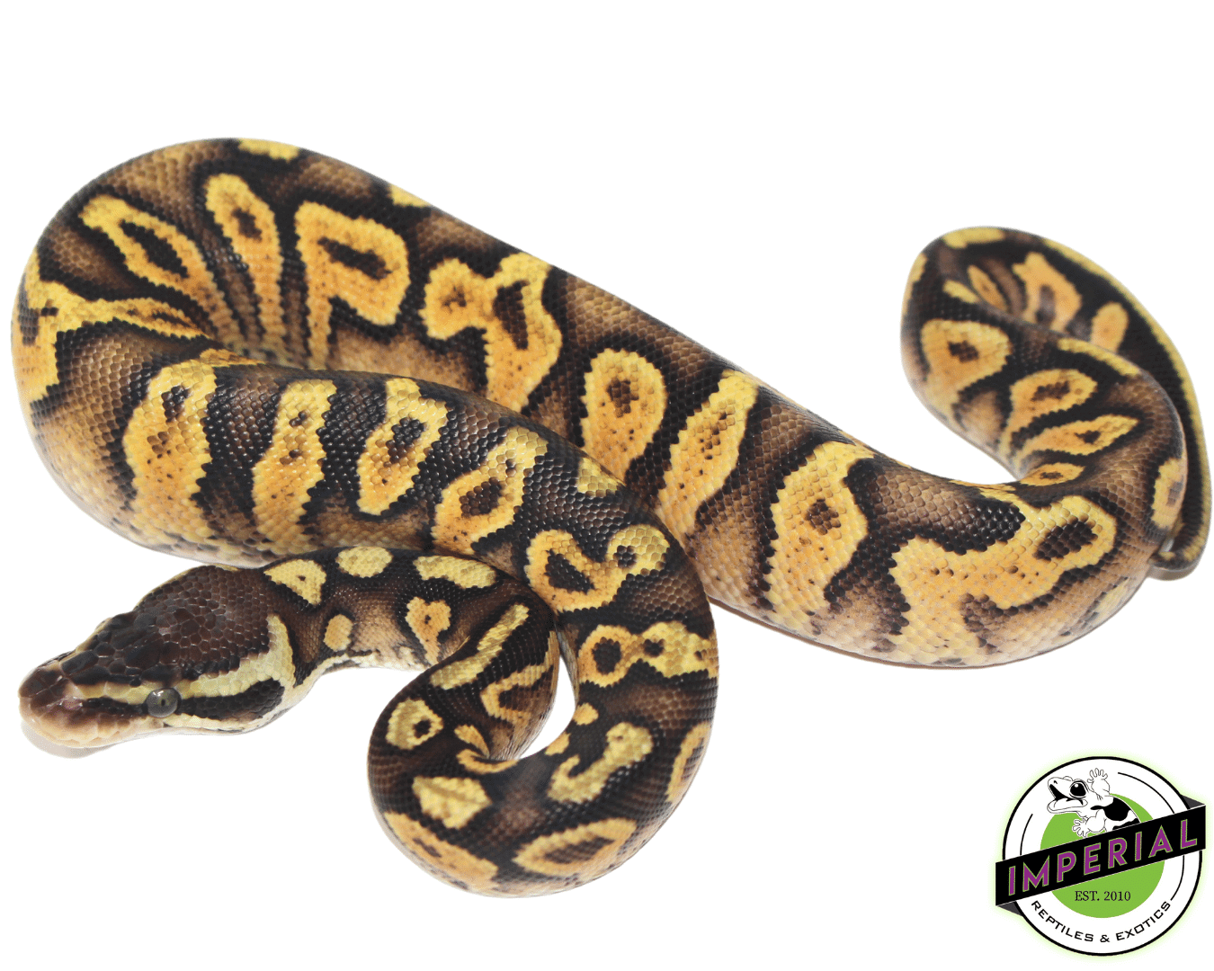 Pastel Spark Ball Python