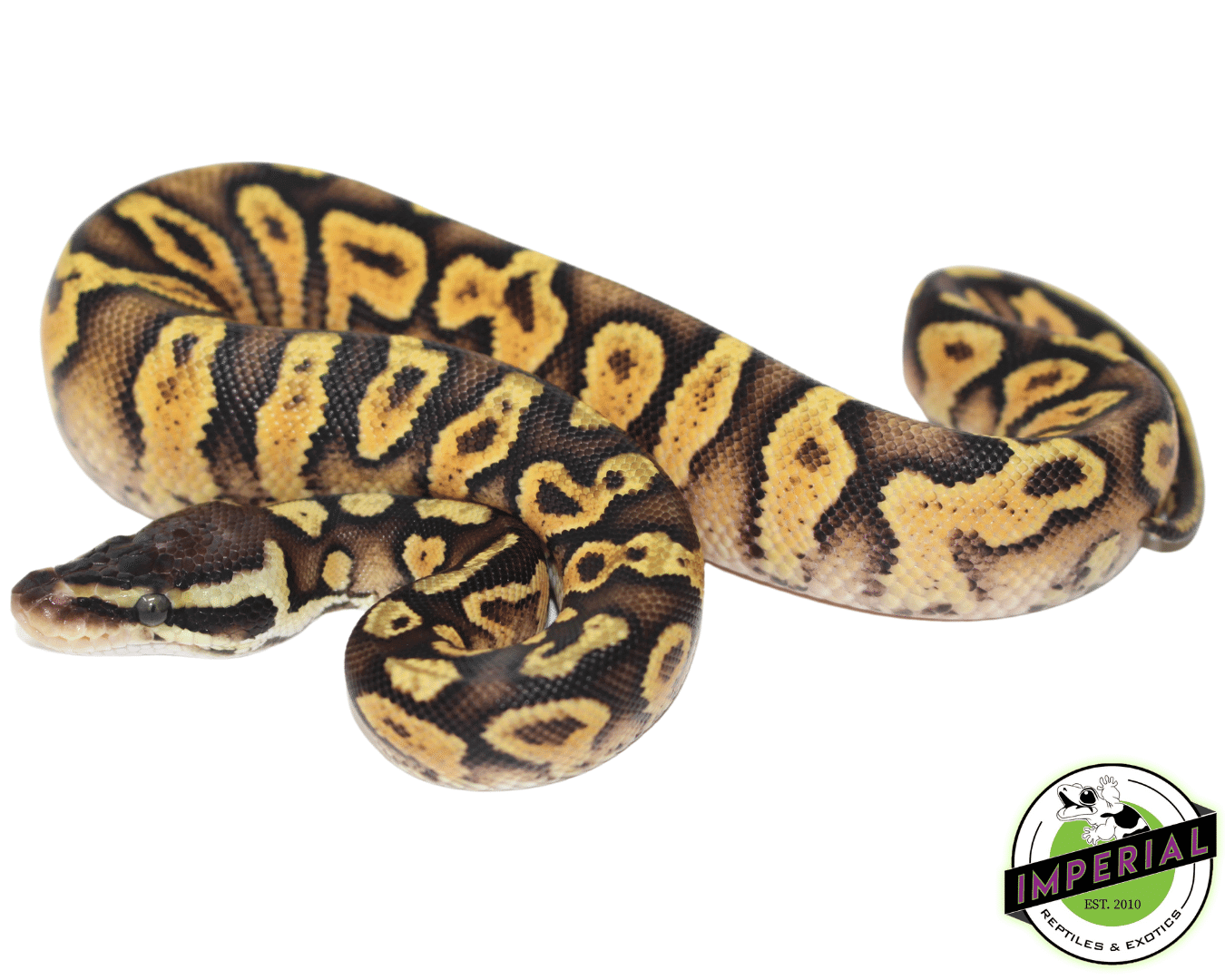 Pastel Spark Ball Python - Image 2