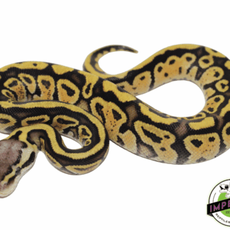 Pastel Specter Ball Python