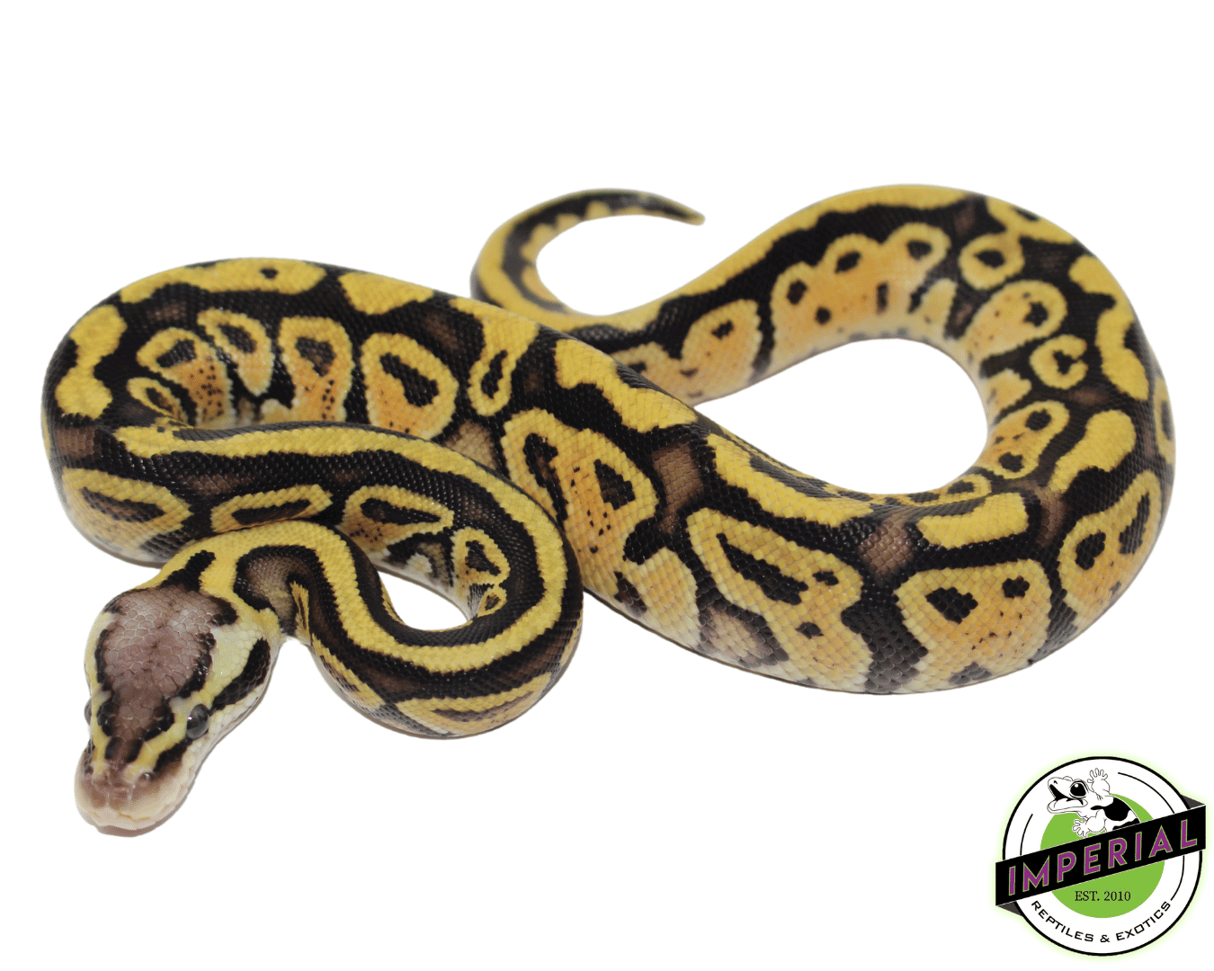 Pastel Specter Ball Python