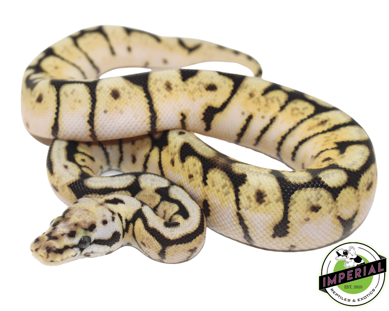 Bumble Bee Ball Python Baby - Image 3