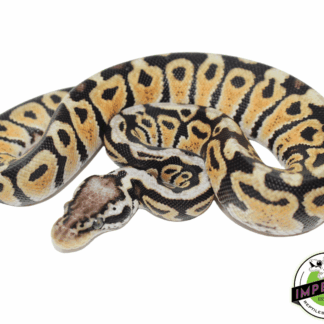 Pastel Spotnose Ball Python