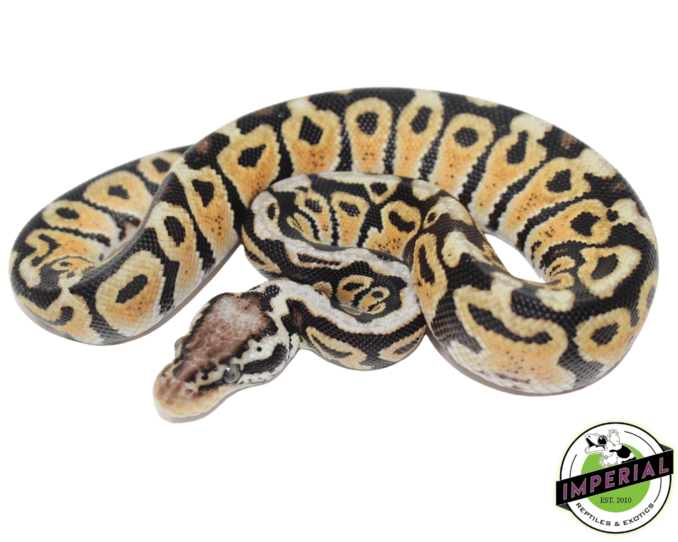 Pastel Spotnose Ball Python