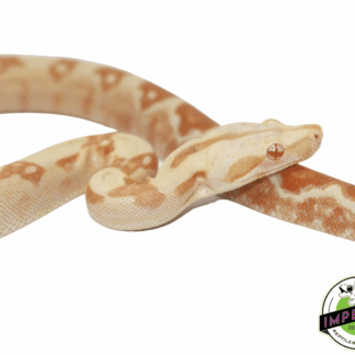 Red Pastel Sharp Sunglow Colombian Boa