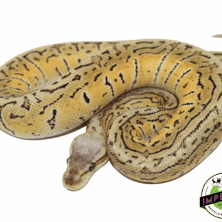 Pastel Vanilla Pinstripe Trick Ball Python