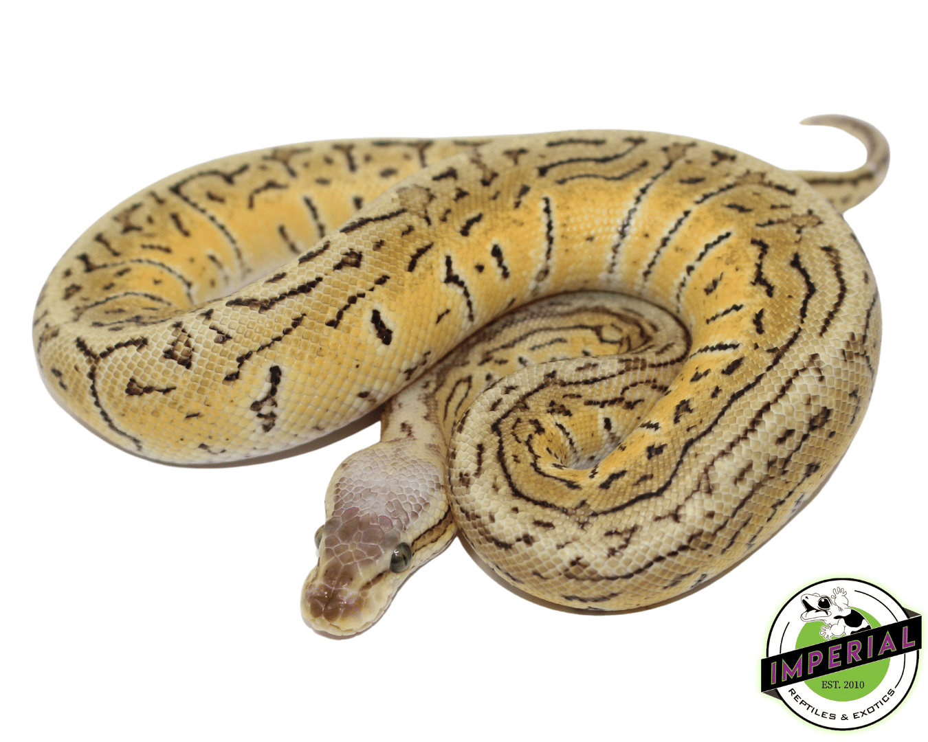 Pastel Vanilla Pinstripe Trick Ball Python