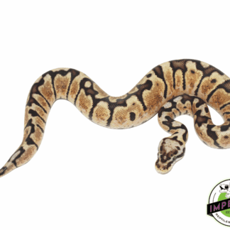 Pastel Woma Ball Python
