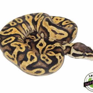 Pastel Yellowbelly Ball Python