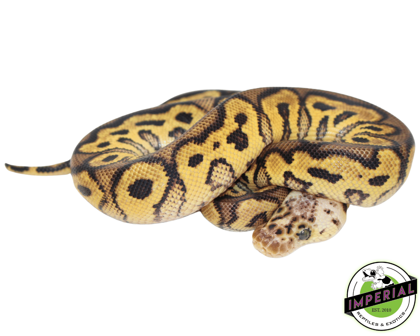 Pastel Yellowbelly Clown Ball Python - Image 2