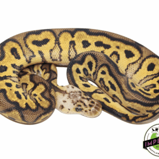 Pastel Yellowbelly Clown Ball Python