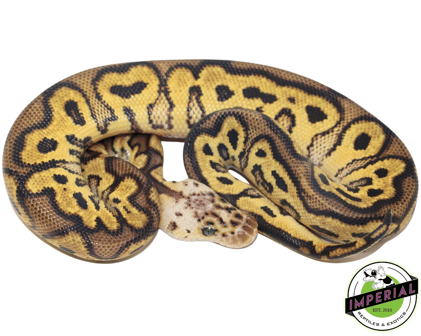 Pastel Yellowbelly Clown Ball Python