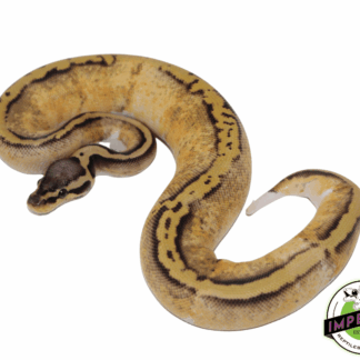 Pastel Yellowbelly Pied Ball Python
