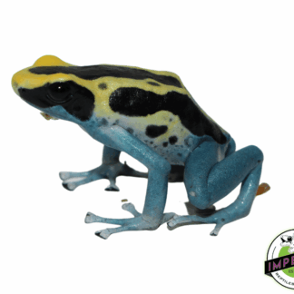 Dendrobates tinctorius "Patricia" Poison Dart Frog Adult