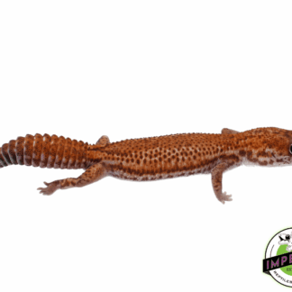 Patternless African Fat Tail Gecko Adult