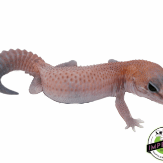 Patternless African Fat Tail Gecko Baby