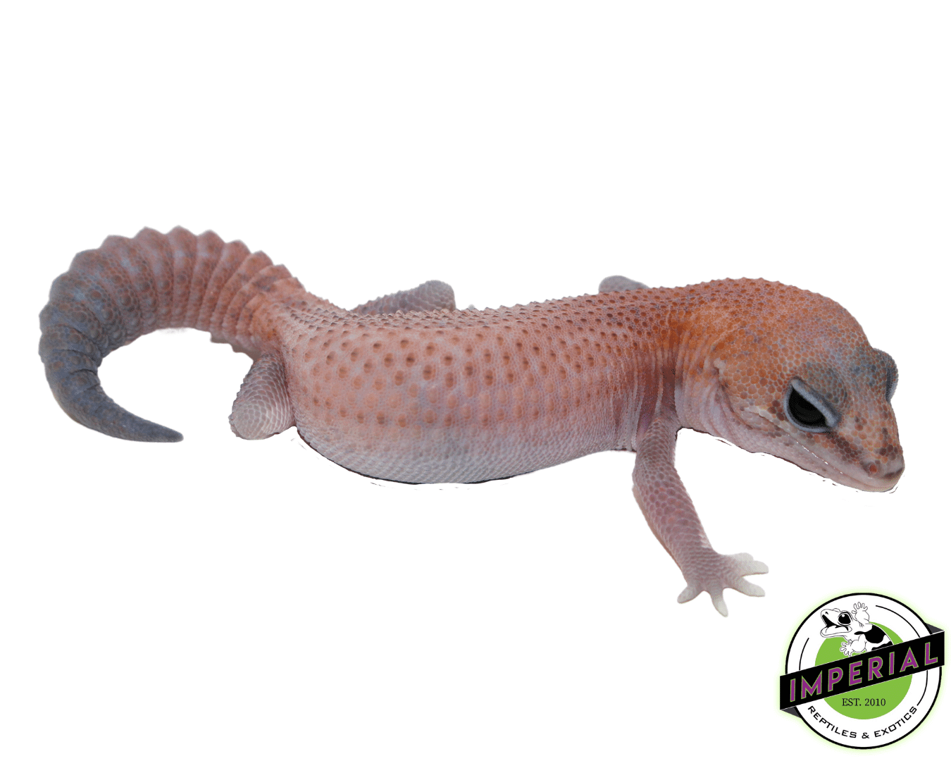 Patternless African Fat Tail Gecko Baby