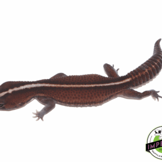 Striped Patternless 66% het Amel African Fat Tail Gecko Adult Female