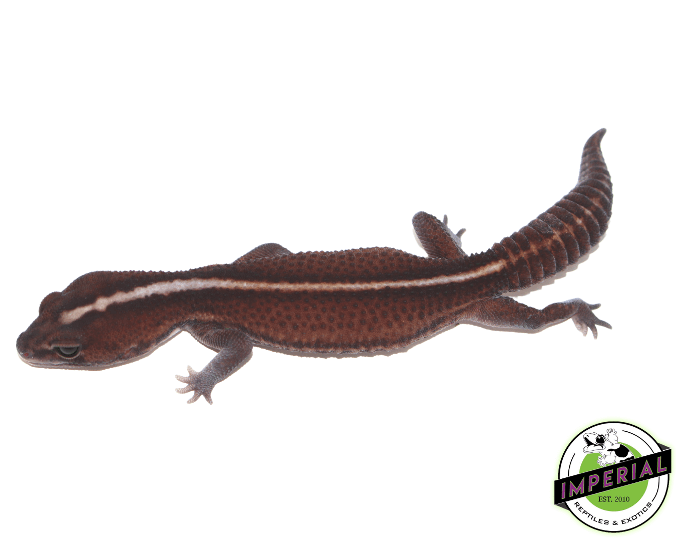 Striped Patternless 66% het Amel African Fat Tail Gecko Adult Female