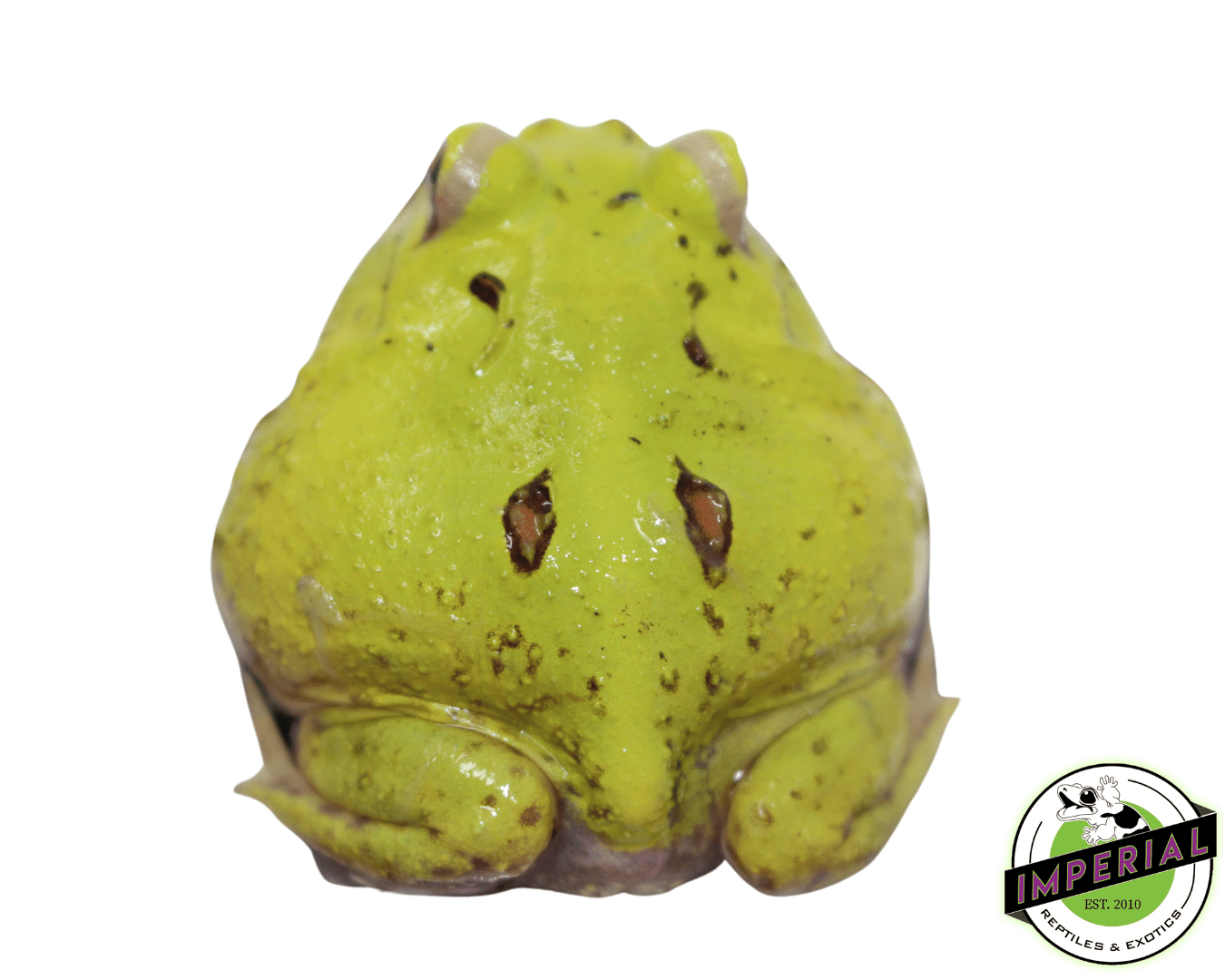 Patternless Green Booger PacMan Frog - Image 2