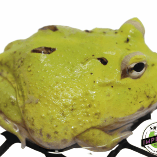 Patternless Green Booger PacMan Frog