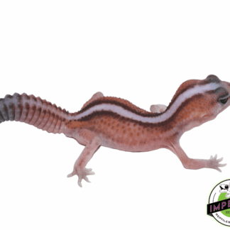 Patternless Stripe African Fat Tail Gecko Baby