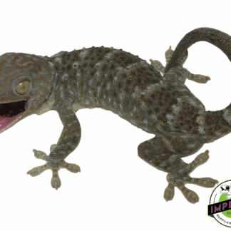 Blue/Green "Patternless" or "Granite" type Tokay Gecko