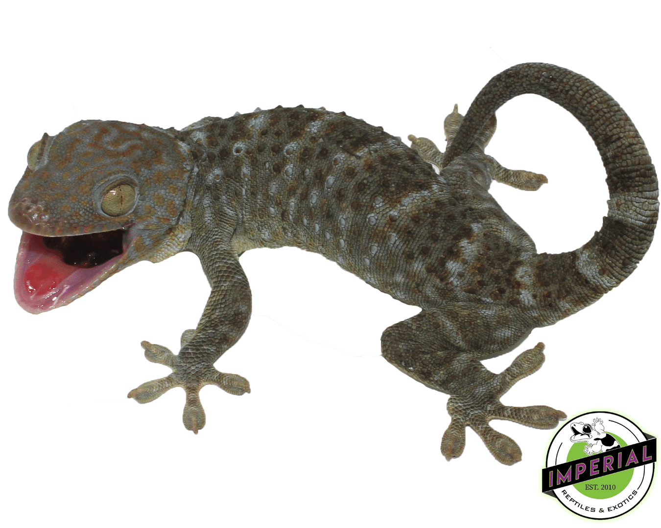 Blue/Green "Patternless" or "Granite" type Tokay Gecko