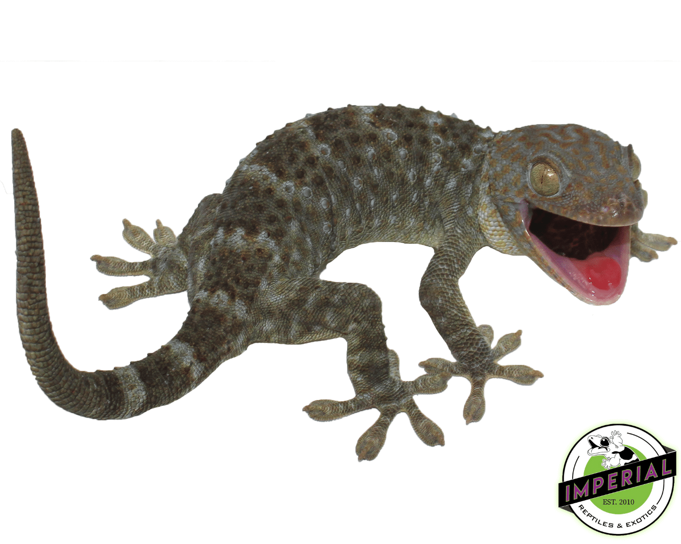 Blue/Green "Patternless" or "Granite" type Tokay Gecko - Image 2