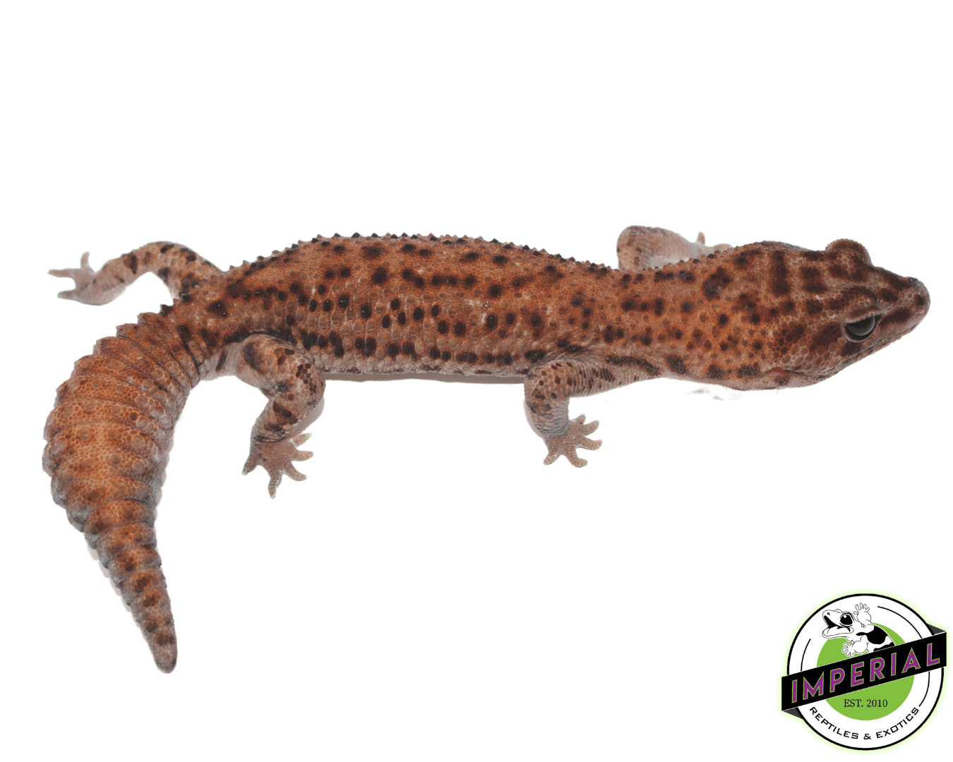 Patternless Whiteout African Fat Tail Gecko Adult - Image 2