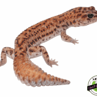Patternless Whiteout African Fat Tail Gecko Adult