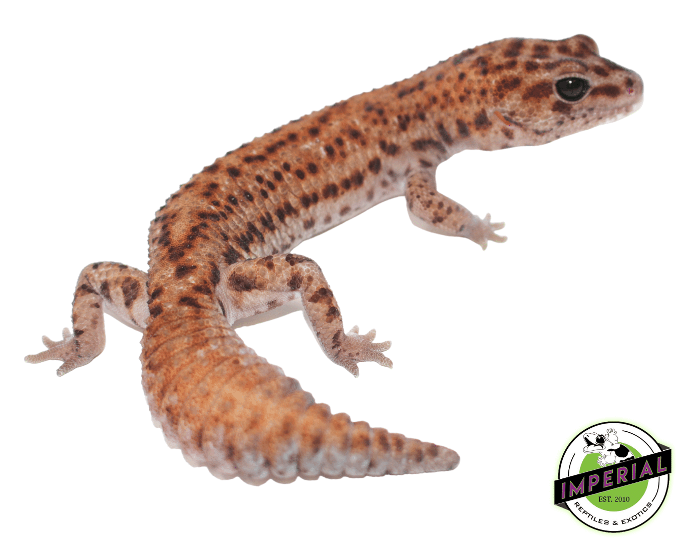 Patternless Whiteout African Fat Tail Gecko Adult