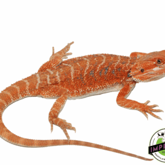 Hypo Peaches Bearded Dragon Female (#61523-04)