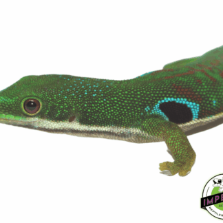 Peacock Day Gecko