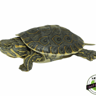 Peacock Slider Turtle Baby