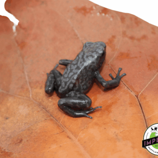 'Peña Blanca' Poison Dart Frog Dendrobates auratus