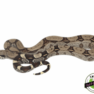 Peruvian Red Tail Boa Constrictor