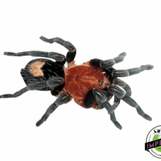 Peruvian Dwarf Red Leg Adult Tarantula