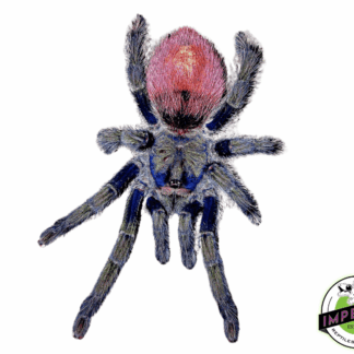 Peruvian Flame-rump Tarantula (Thrixopelma ockerti)