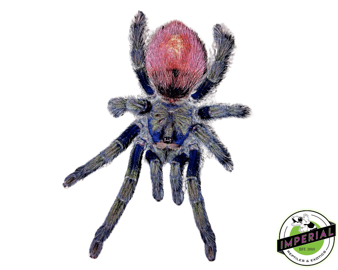 Peruvian Flame-rump Tarantula (Thrixopelma ockerti)