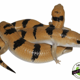 Peter's Banded Skink