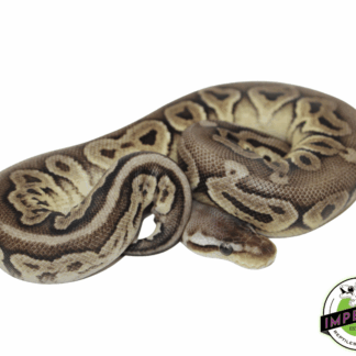 Pewter Ball Python