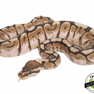 Pewter Bee Ball Python