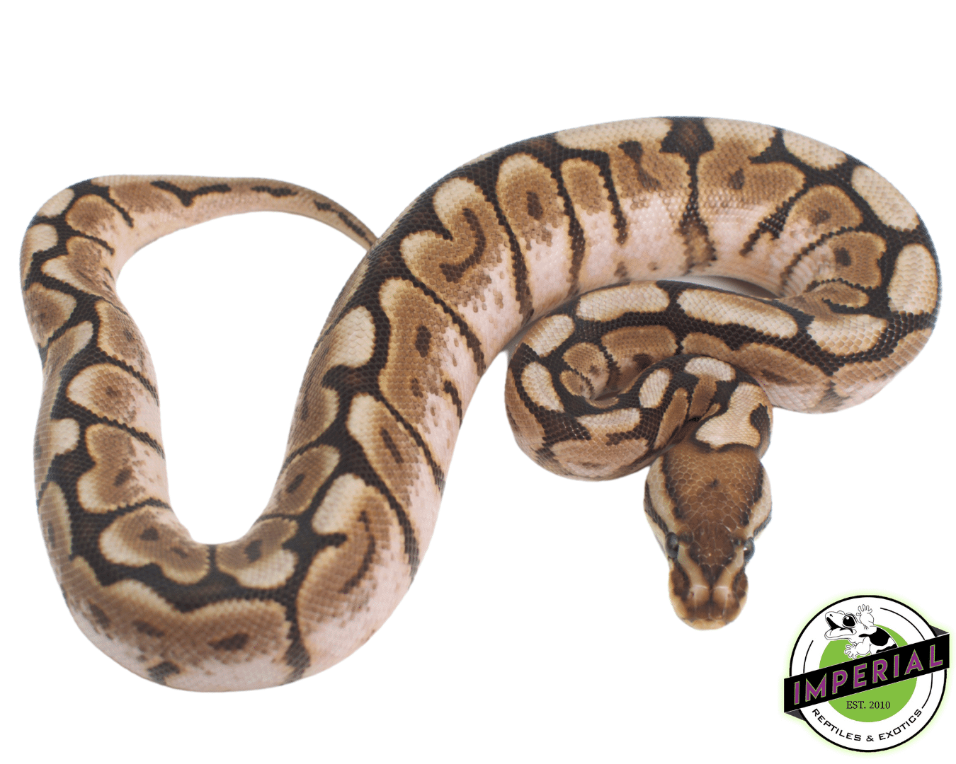 Pewter Bee Ball Python - Image 2