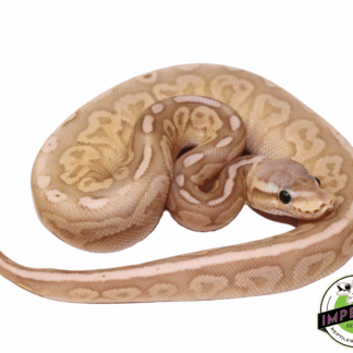 Banana Blackhead Pewter Ball Python