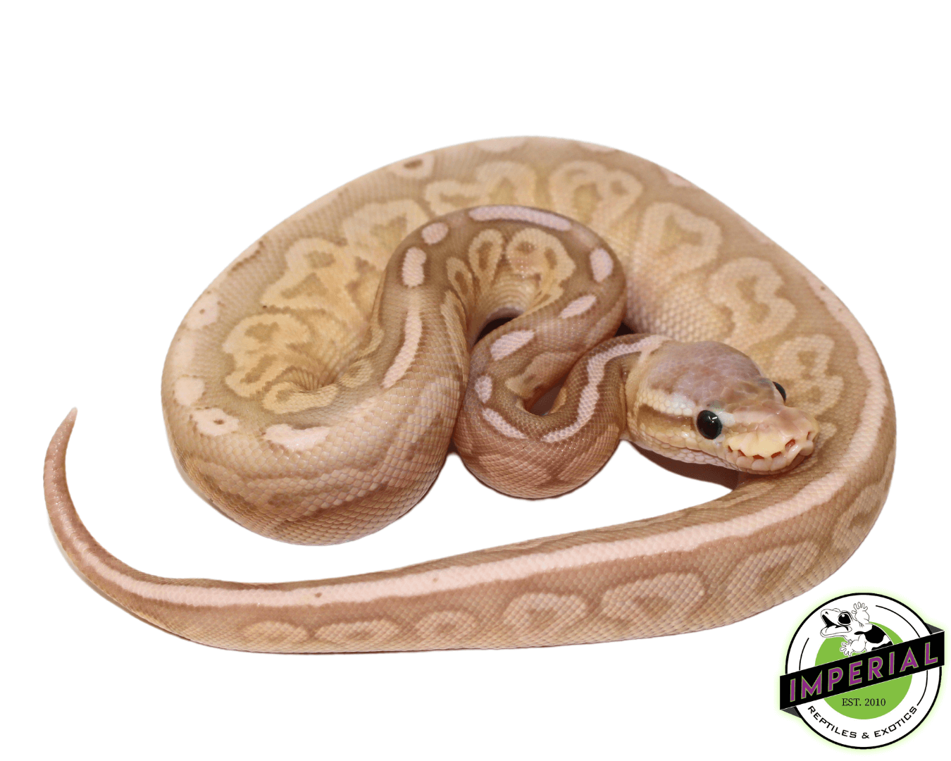 Banana Blackhead Pewter Ball Python