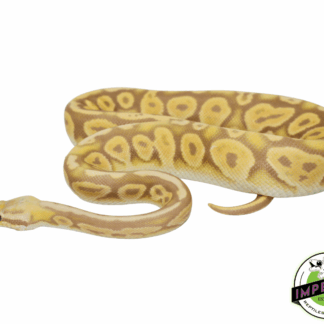 Pewter Candino Ball Python