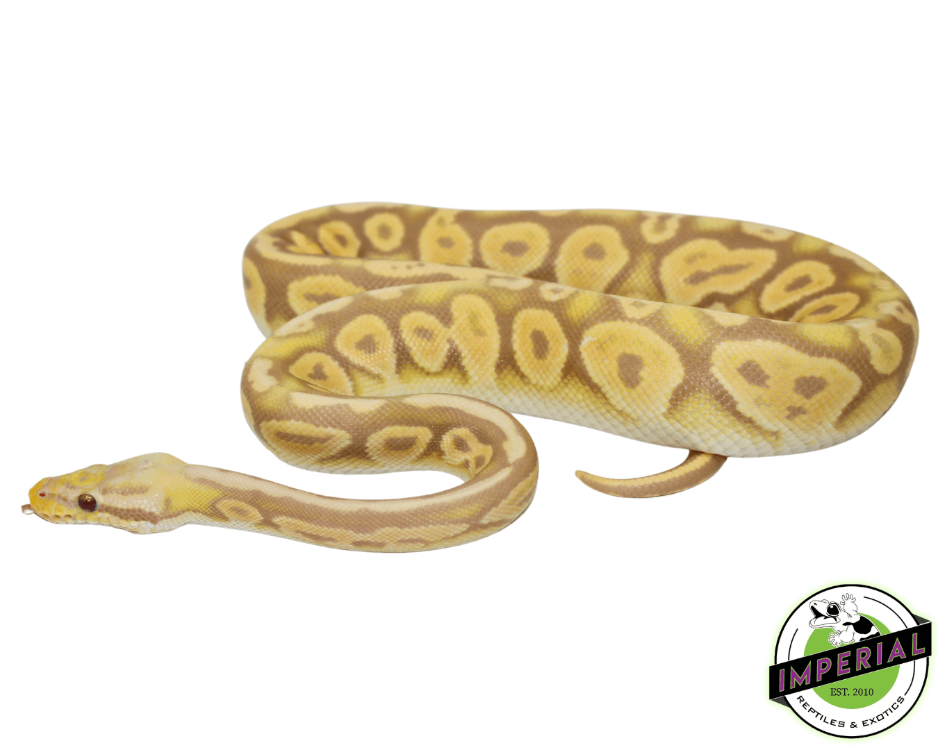 Pewter Candino Ball Python