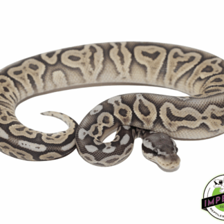 Pewter Ghost Ball Python