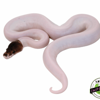 Pewter Pied Ball Python Baby